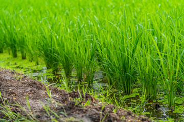 Morning view of Young rice plants