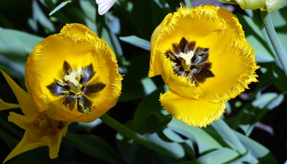 yellow and tulips
