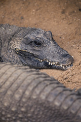 Obraz premium Crocodile