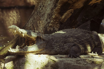 Crocodile