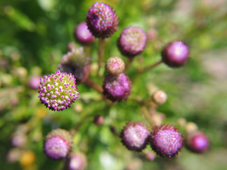 Blooming sow thistle. View from above. Close-up