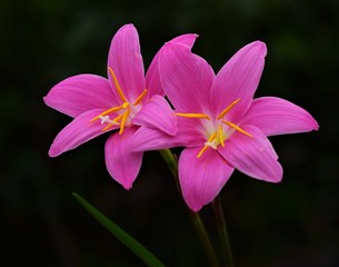 pink flower Shafron