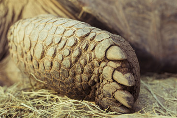 Tortoise