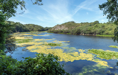 The Lily Ponds in Bosherston, South Wales.