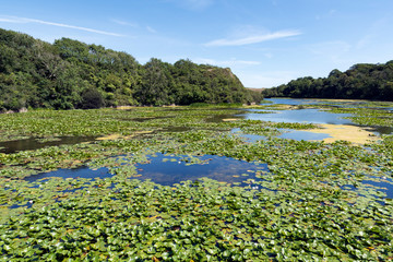 The Lily Ponds in Bosherston, South Wales.
