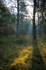 Sonne scheint in den Wald mit Nebel im Herbst