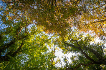 Bäume im Herbst - Wald auf Rügen