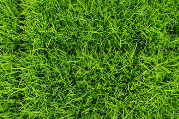 Green lawn grass natural  with background.