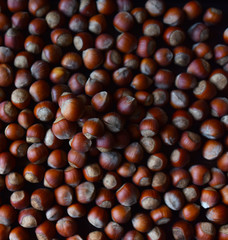 hazelnuts hazelnuts are a large number of