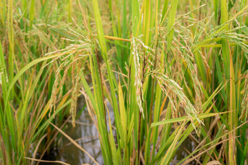 Close up yellow green rice field.