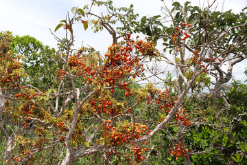 Chapada dos Guimaraes, located in Brazil, the capital of Mato Grosso State. It is the geographic center of South America