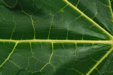 Beautiful tropical papaya leaf texture.