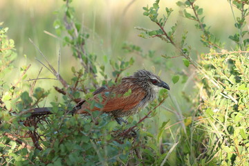 Coucal bird, Masai Mara National Park, Kenya.