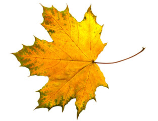 Full size photo of leaf isolated on white background. Save work path.