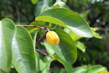 Chapada dos Guimaraes, located in Brazil, the capital of Mato Grosso State. It is the geographic center of South America