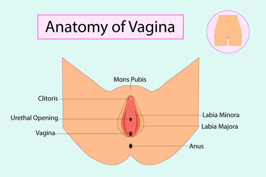 Anatomy of Vagina, medical vector illuatration isolated