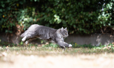 side view of a young blue tabby maine coon cat with white paws running on dry grass outdoors in the garden on a hot and sunny summer day