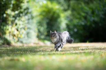 Naklejka na ściany i meble playful young blue tabby maine coon cat with white paws and fluffy tail running on grass outdoors in the garden on a sunny summer day looking ahead