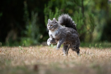 Naklejka na ściany i meble playful young blue tabby maine coon cat with white paws and fluffy tail running on dry grass outdoors in the garden on a hot and sunny summer day looking ahead