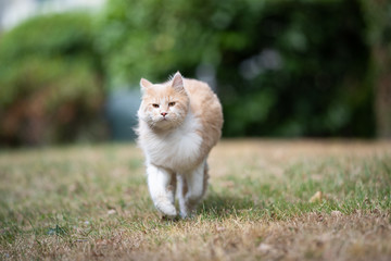 Naklejka na ściany i meble front view of a young cream tabby ginger maine coon cat running towards camera on grass outdoors on a windy day looking ahead