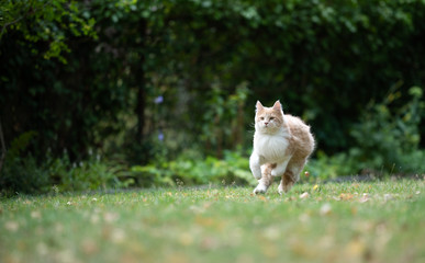 Naklejka na ściany i meble playful young cream tabby ginger maine coon cat running on grass outdoors in the back yard on a windy day looking ahead