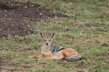 Black-backed jackal resting, Masai Mara National Park, kenya.