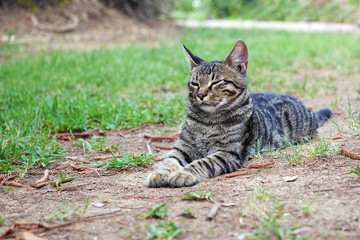 squinting grey tabby cat lies on the ground and stretched out