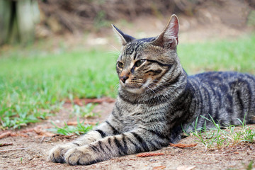 closeup of grey tabby cat lies on the ground and stretched out