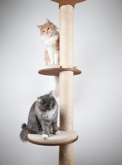 two playful young maine coon cats on scratching post playing with each other in front of white background with copy space looking down