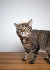 Naklejka na ściany i meble tabby cat standing on wooden table in front of white background wearing a toupee that looks a bit like donald trumps hair made out of another cat's fur looking ahead