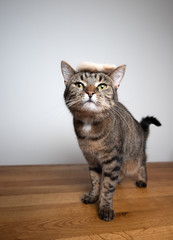 tabby cat standing on wooden table in front of white background wearing a toupee that looks a bit like donald trumps hair made out of another cat's fur looking at camera