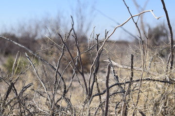 Dry bush-2