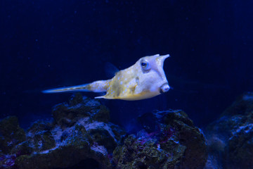A longhorn cowfish. Lactoria cornuta underwater closeup. Marine background.