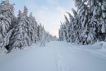 Fototapeta na wymiar Beautiful winter landscape. Dense mountain forest with tall dark green spruce trees, path in white clean deep snow on bright frosty winter day.