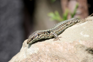 Männliche Mauereidechse sitzt auf Stein und sonnt sich