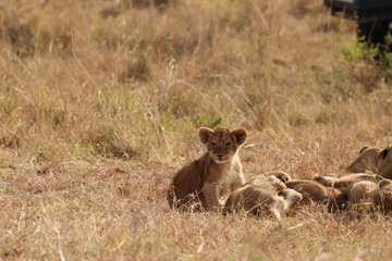 Lion cubs, Masai Mara National Park, Kenya.