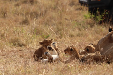 Lion cubs playing, Masai Mara National Park, Kenya.
