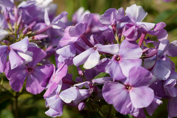 delicate lilac Phlox flowers in the Park close-up