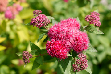 small blooming buds garden plants closeup