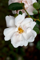 gentle flowers of the Bush of wild rose close-up