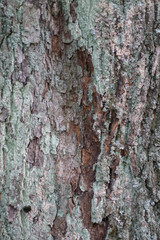 texture textured tree bark closeup