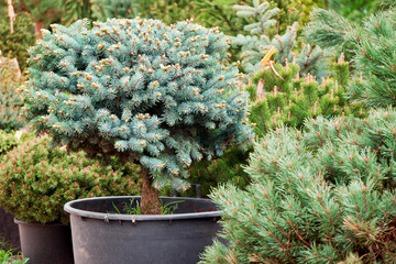 Spruce glauca in pot in outdoor nursery garden shop