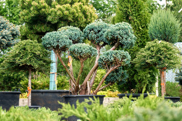 Beautiful juniper trees in pots in outdoor garden shop.