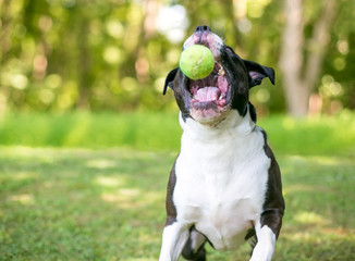 A black and white Pit Bull Terrier mixed breed dog jumping and opening its mouth to catch a ball