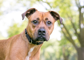 A young Boxer / Terrier mixed breed dog with floppy ears