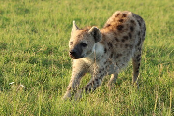 Spotted hyena stretching, Masai Mara National Park, Kenya.