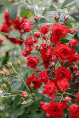 Fototapeta premium red flowers of a garden rose on a Bush close-up
