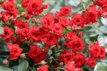 red flowers of a garden rose on a Bush close-up
