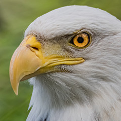 Captive American Bald Eagle  (Haliaeetus leucocephalus) at the Washington Park Zoo in Michigan City, Indiana