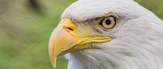 Captive American Bald Eagle  (Haliaeetus leucocephalus) at the Washington Park Zoo in Michigan City, Indiana